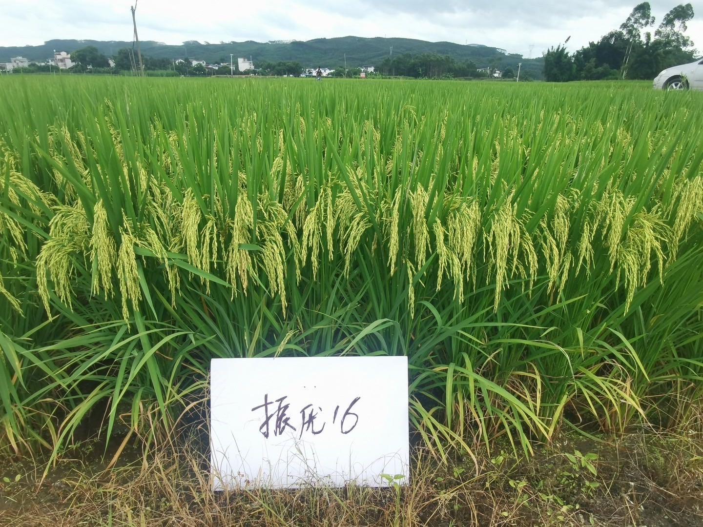 早熟优质早稻