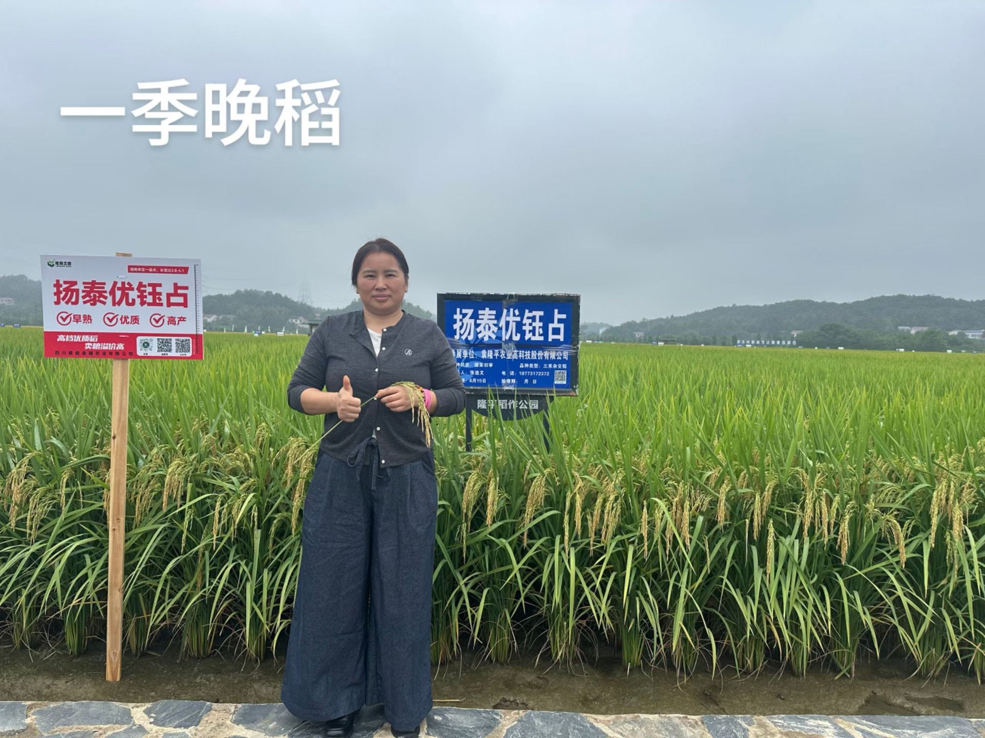 田间表现照片